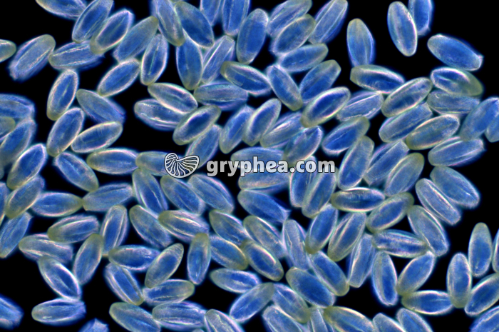 Pollen Erable x100 - gryphea.com